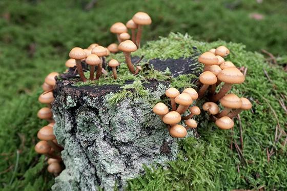 Photo of mushrooms growing on mossy tree stump in forest